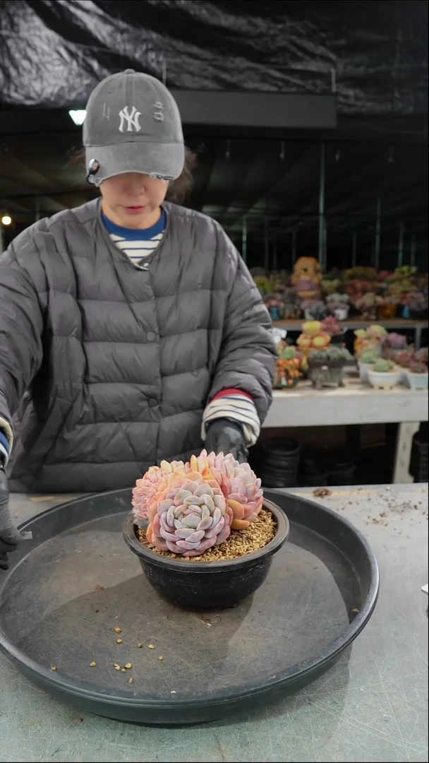 368号星影缀       /