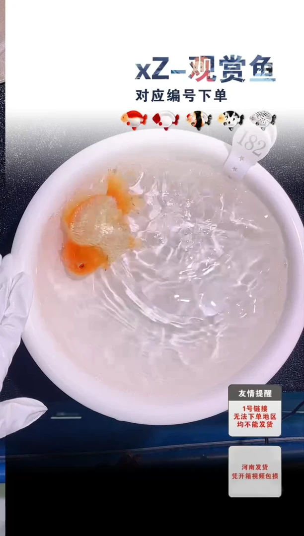 金鱼包装必拍未拍顺丰到付182号