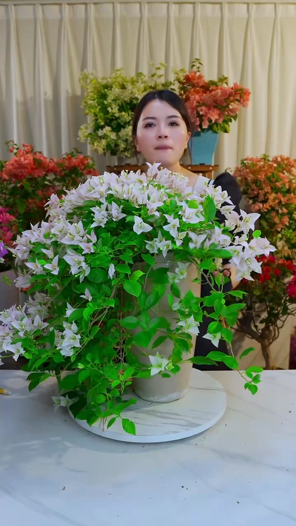 大部分开放少量花苞迷你樱花