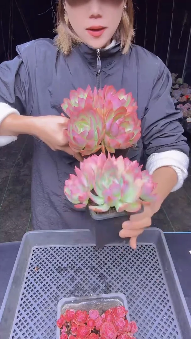 圈*儿9001 五头绮罗仙子一棵一物一拍所见即所得