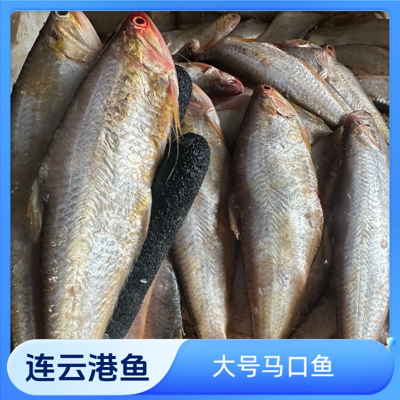 连云港发货  新鲜海捕马口鱼/油扣/黄鲫鱼 大号 一斤 13~14条左右