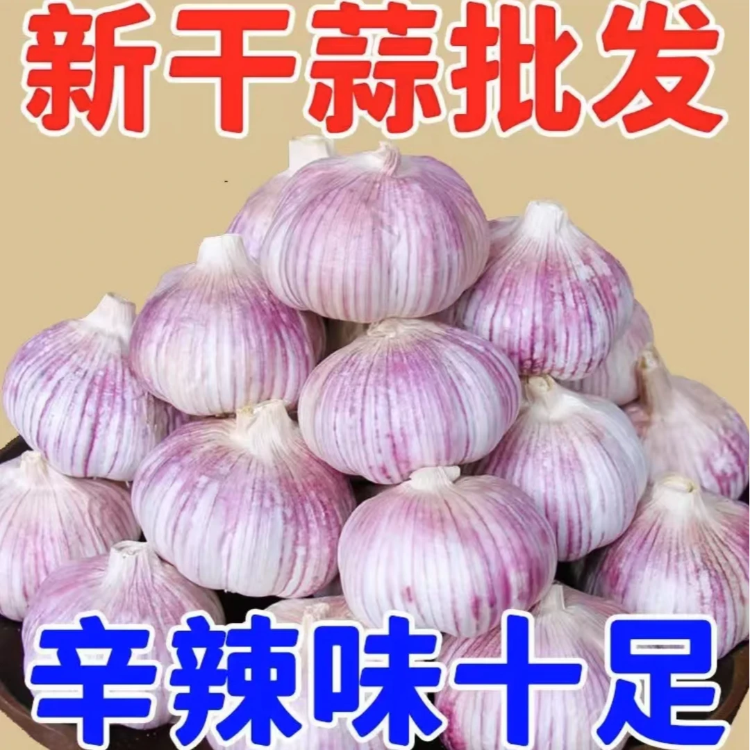 紫皮蒜头正宗新蒜2025年干蒜高品质香辣味十足XT大蒜头干蒜5斤