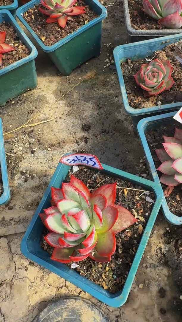 2635惊鸿仙子（裸根发货）