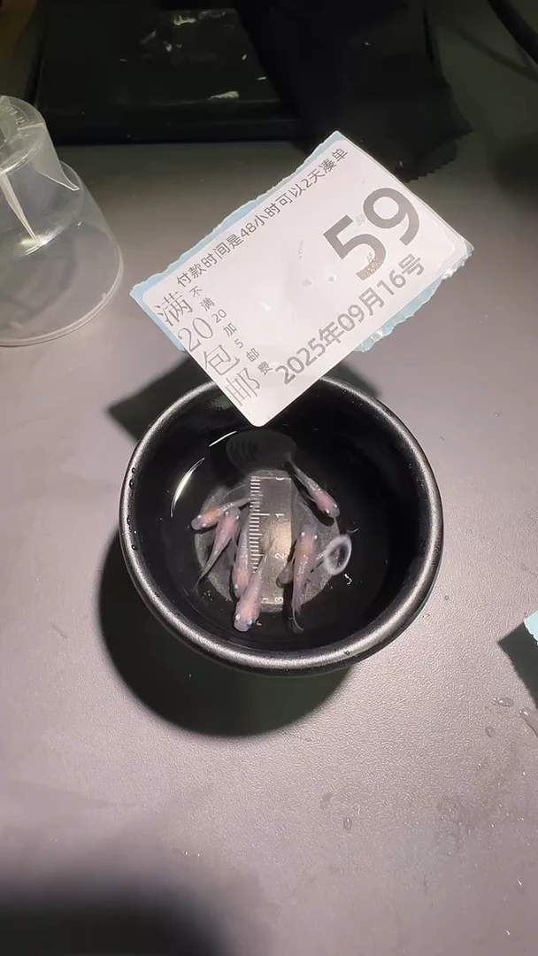 青鳉鱼观背青鳉观背青鳉59
