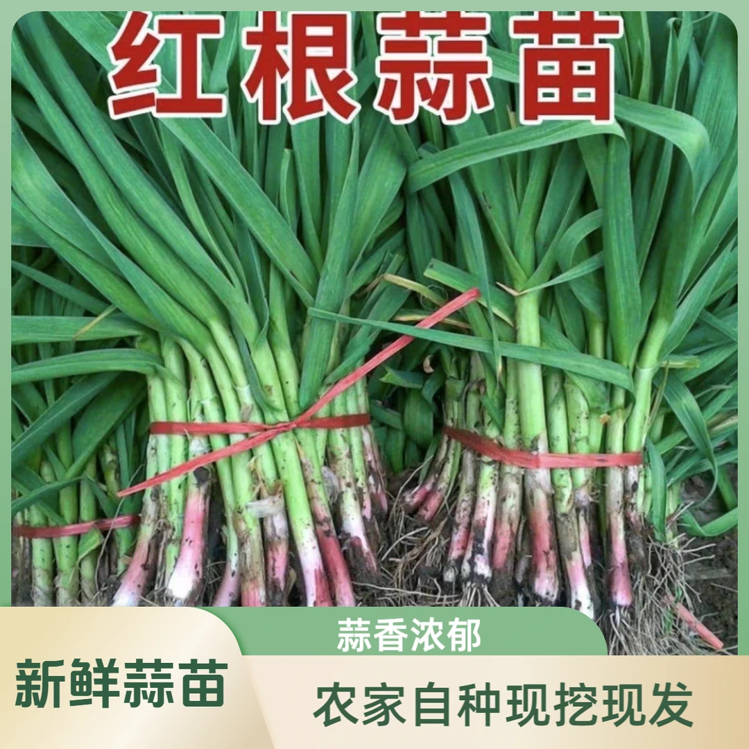 现挖新鲜青蒜苗红皮青梗大蒜苗红根蒜苗本地蒜苗新鲜蔬菜3斤5斤