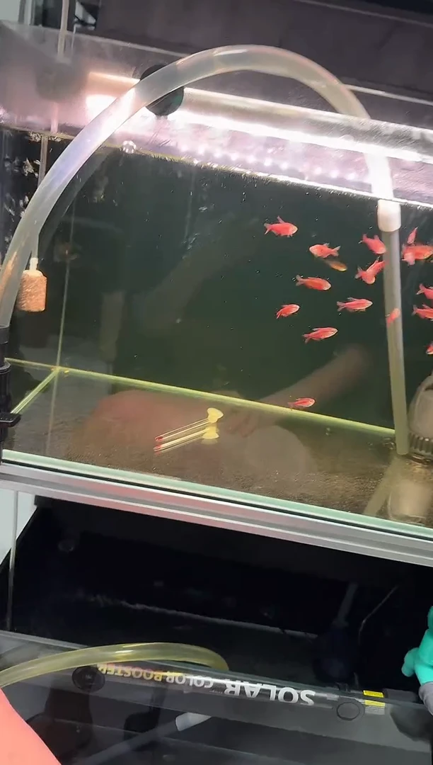 灯科鱼T****.超级红魔鬼*2只