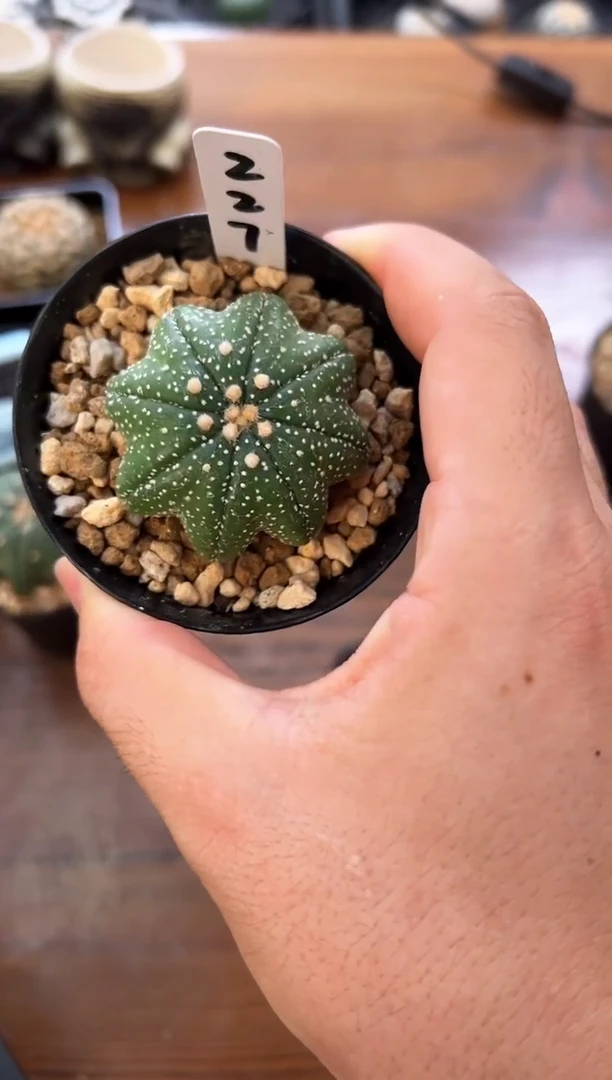 脆皮细雪海星实生编码227