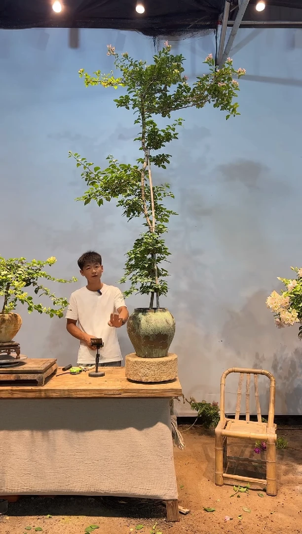 无花朵?三角梅专场一物一拍12