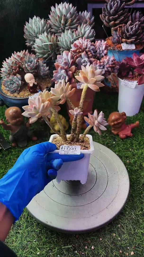 昆明印象多肉11241