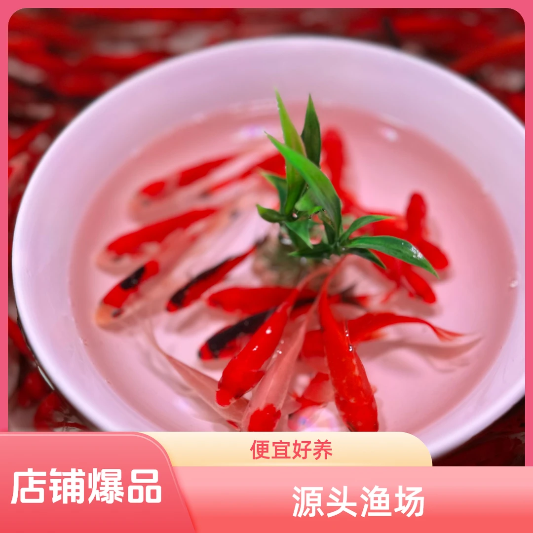 【爆】精品草金2-4厘米 31条便宜好养新手可养 全国包邮颜色不指定