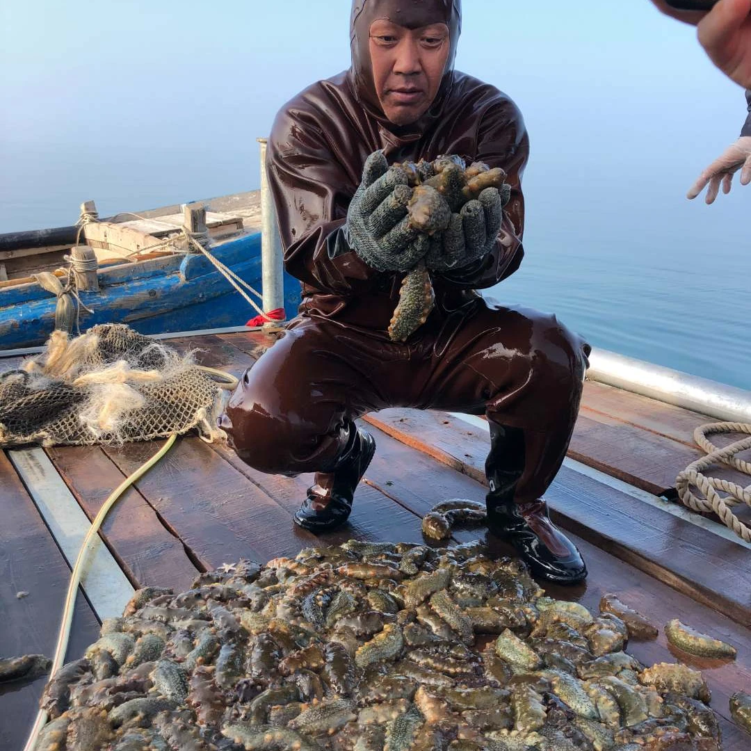 大连前哨湾现场捕捞鲜活海参一斤3-5头免费加工