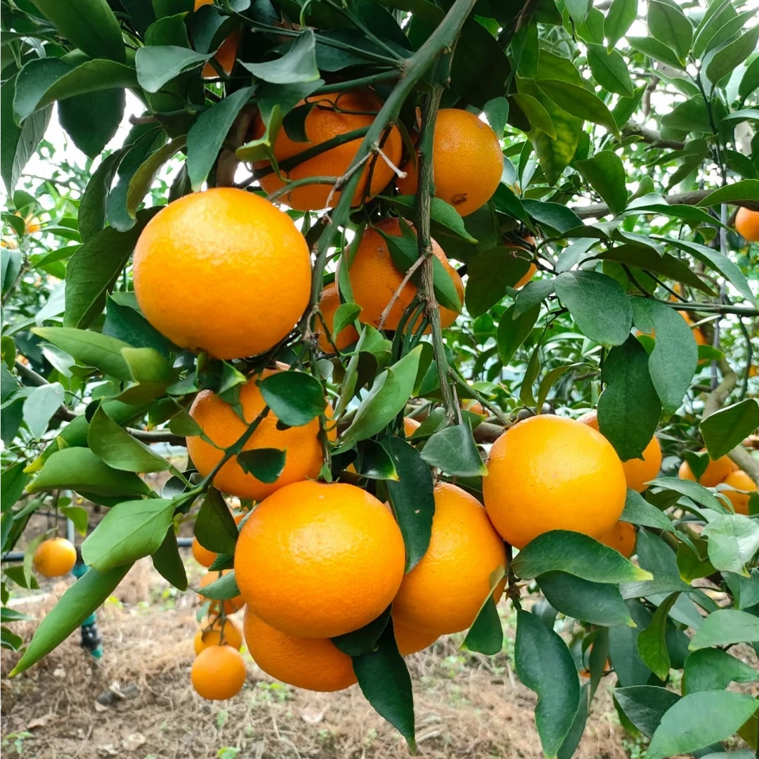 【溢果生香】正宗涌泉宫川蜜桔红美人果冻橙基地直发【一物一拍】