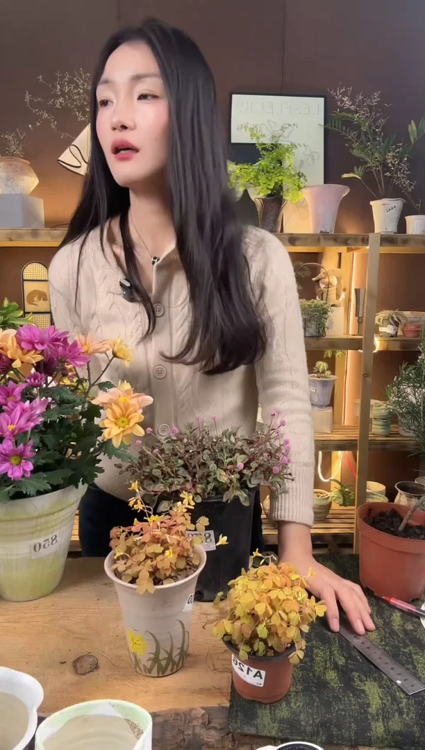 无花朵木**年紫珠加盆一套