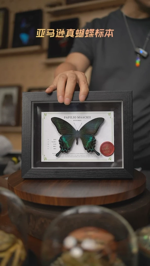 绿带翠凤蝶夏型8寸黑框国风版