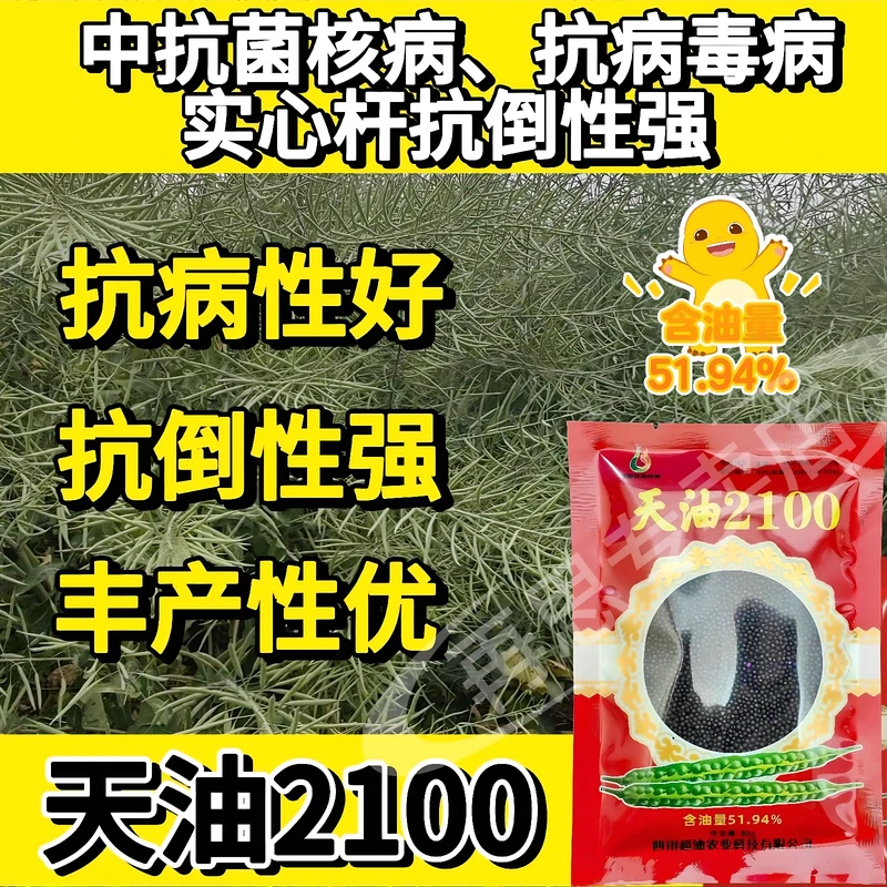 高产矮杆油菜种天油2100早熟杂交黑籽油菜种籽高含油原装正品新种