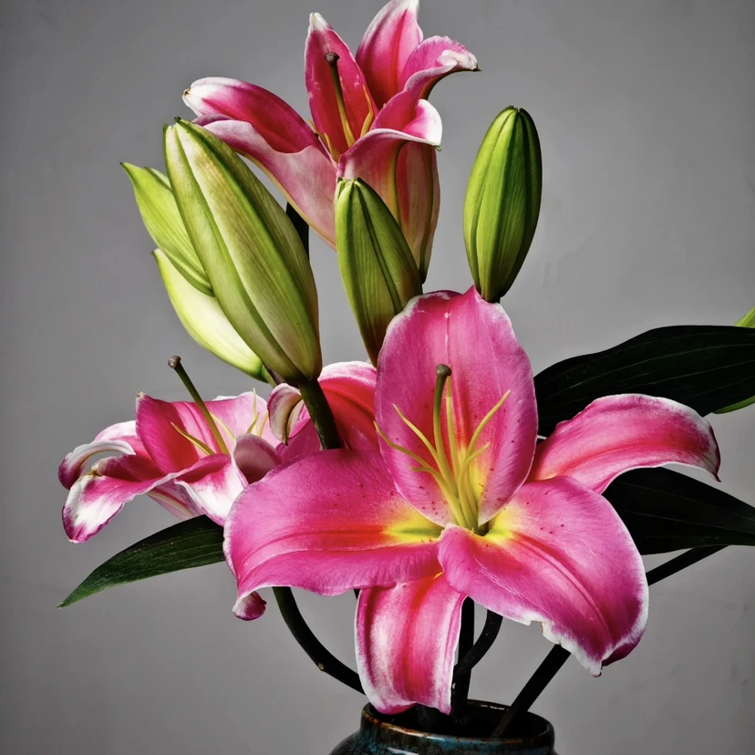 [小雨专属]A级特红 多头单瓣香水百合鲜花