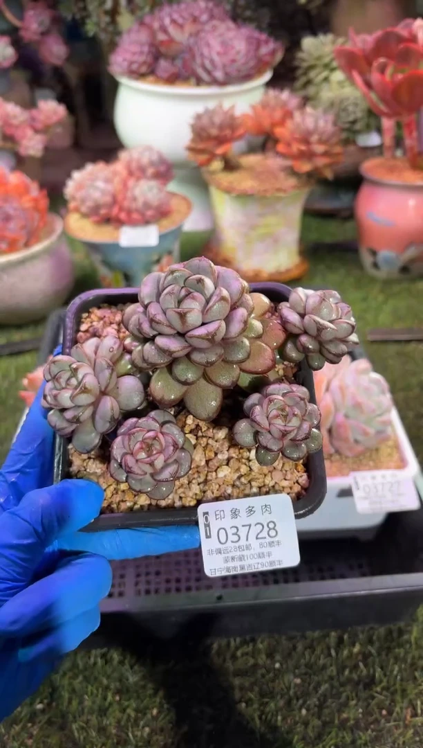 【闪购商品】03728