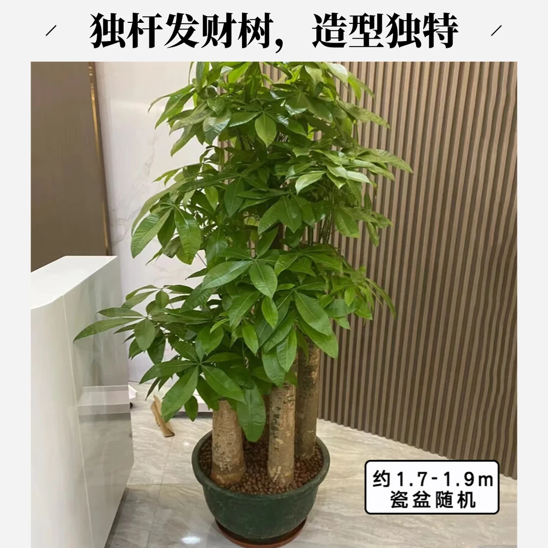 绿韵花田【两小时达】大单杆老桩发财树室内办公室客厅招财树乔迁公司门口绿植鲜花盆栽