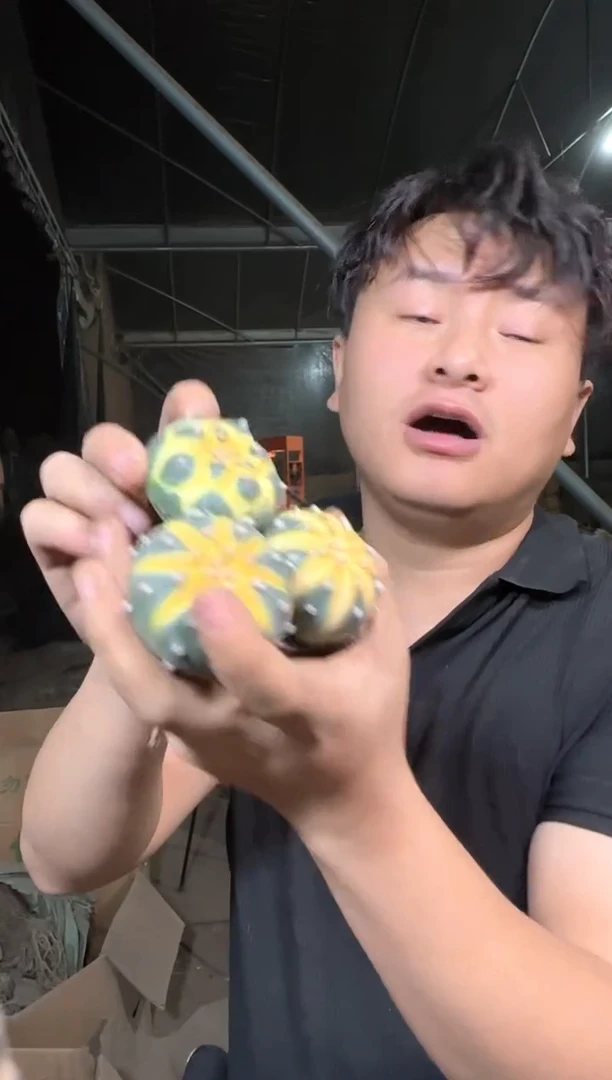 3颗 实生根 星兜锦 品种不指定