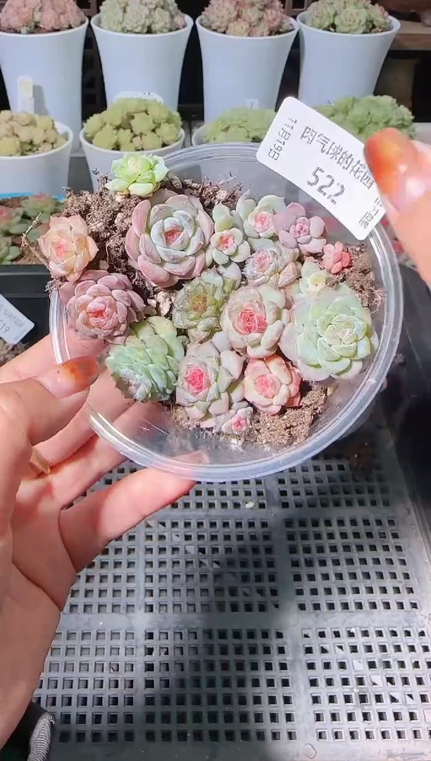 1119-522切糕麦秆群生不包整