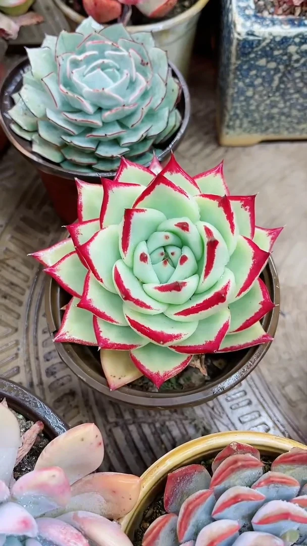 【闪购商品】16035