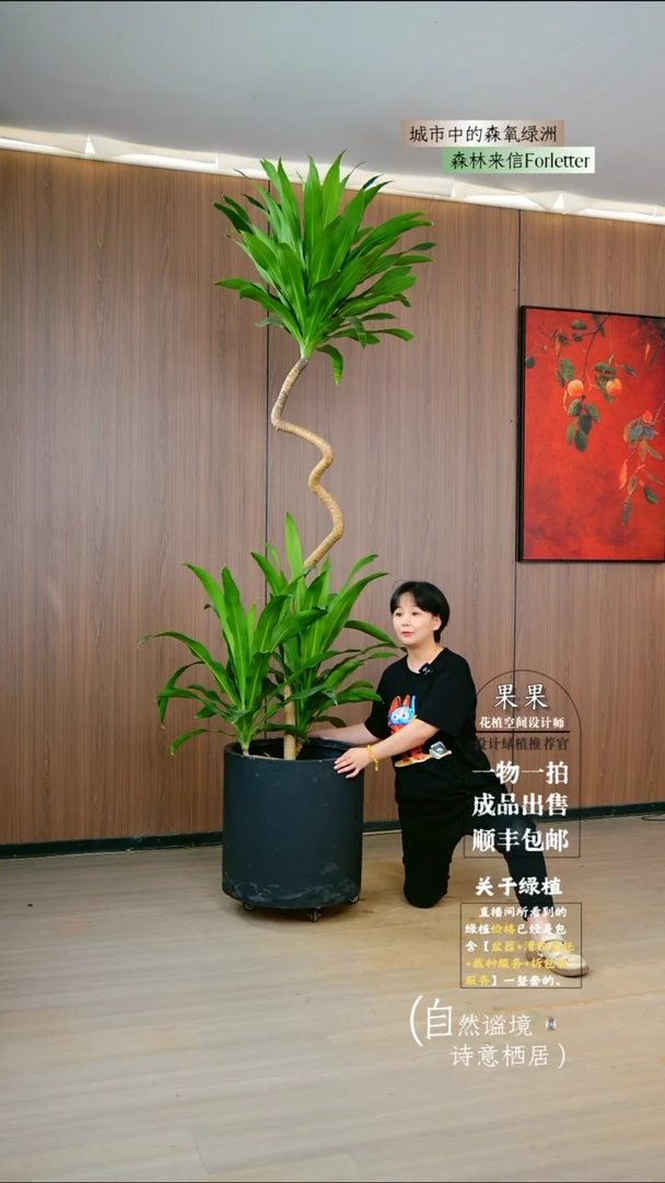 不开花植物幸***?老桩异型荷花美人铁一整套