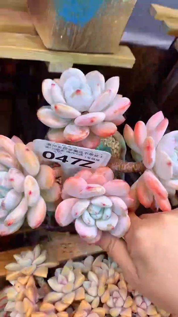 047Z（一物一拍实付满28发货，默认不带盆土）