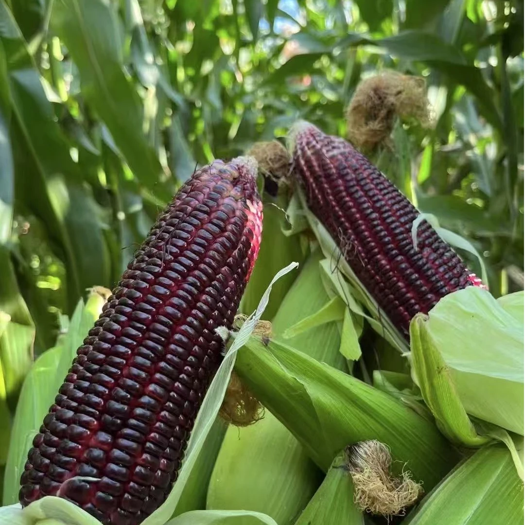 北京本地紫糯玉米现摘现发北京市