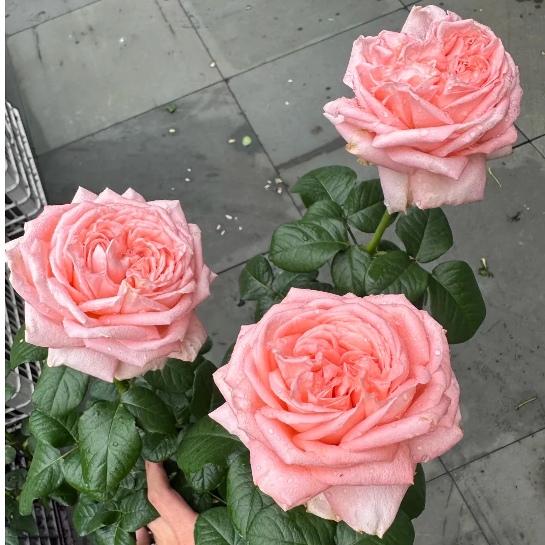 【初见花园】桃根接1加仑月季阳台切花大花庭院抗病耐热玫瑰玫瑰花