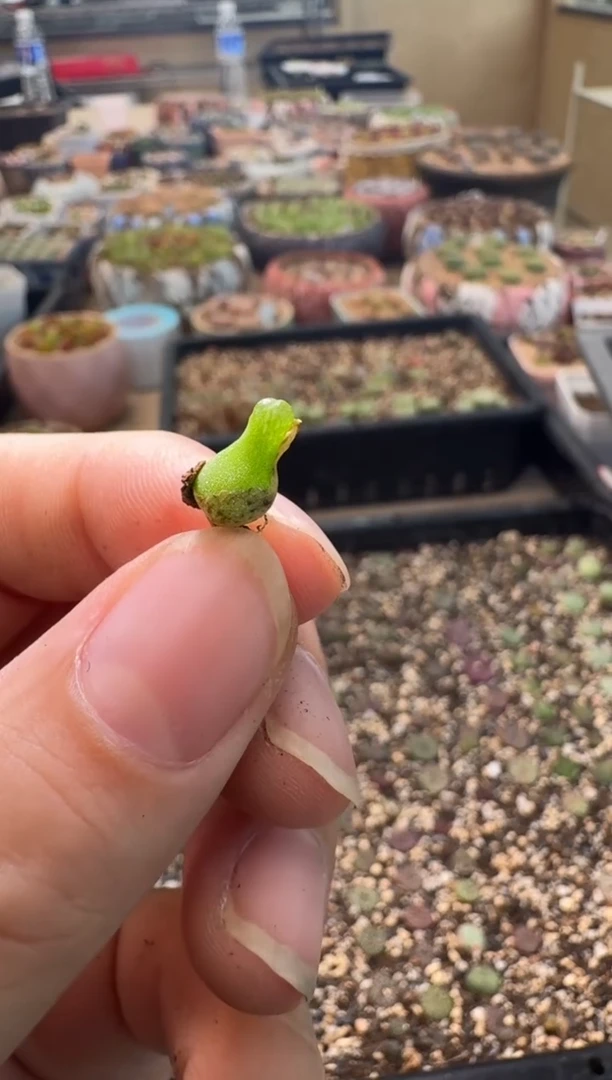 安* 7-283多肉植物肉锥