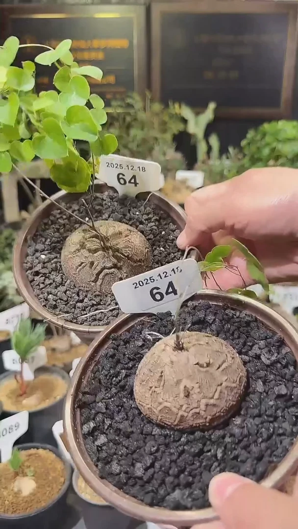 64号1218福利南非龟甲龙买1送1