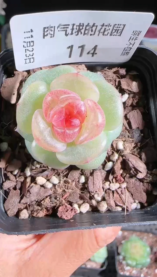 1123-114bl-4群生不包整