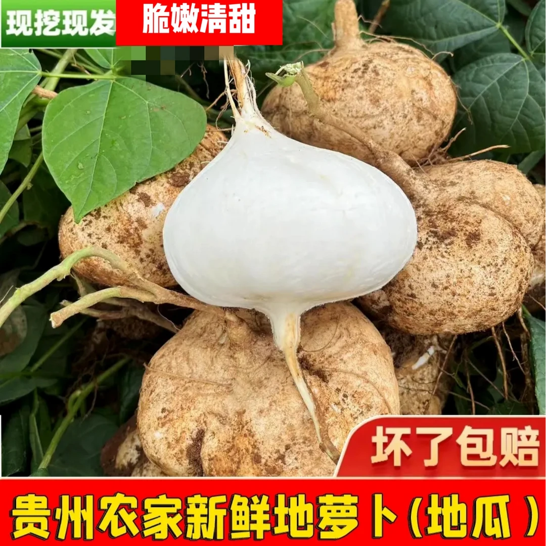 【贵州地萝卜】黄泥沙高山种植地萝卜现挖现发脆甜多汁