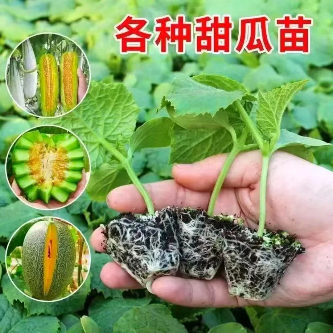甜瓜苗带土发货羊角蜜哈密瓜苗阳台庭院种植易成活