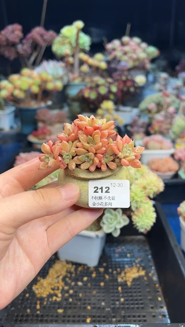 【闪购商品】212不带盆