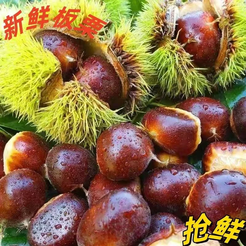 新鲜现摘高山板栗甘甜清脆鲜香软糯栗子
