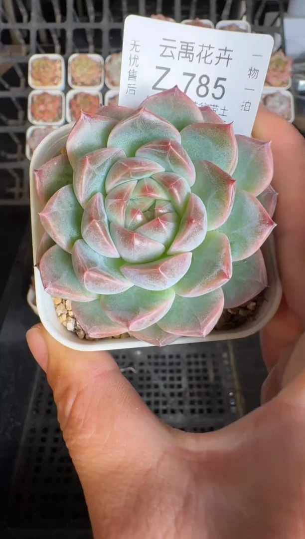 785Z 珍妮多肉(6.5cm杯）一物一拍 带盆土发