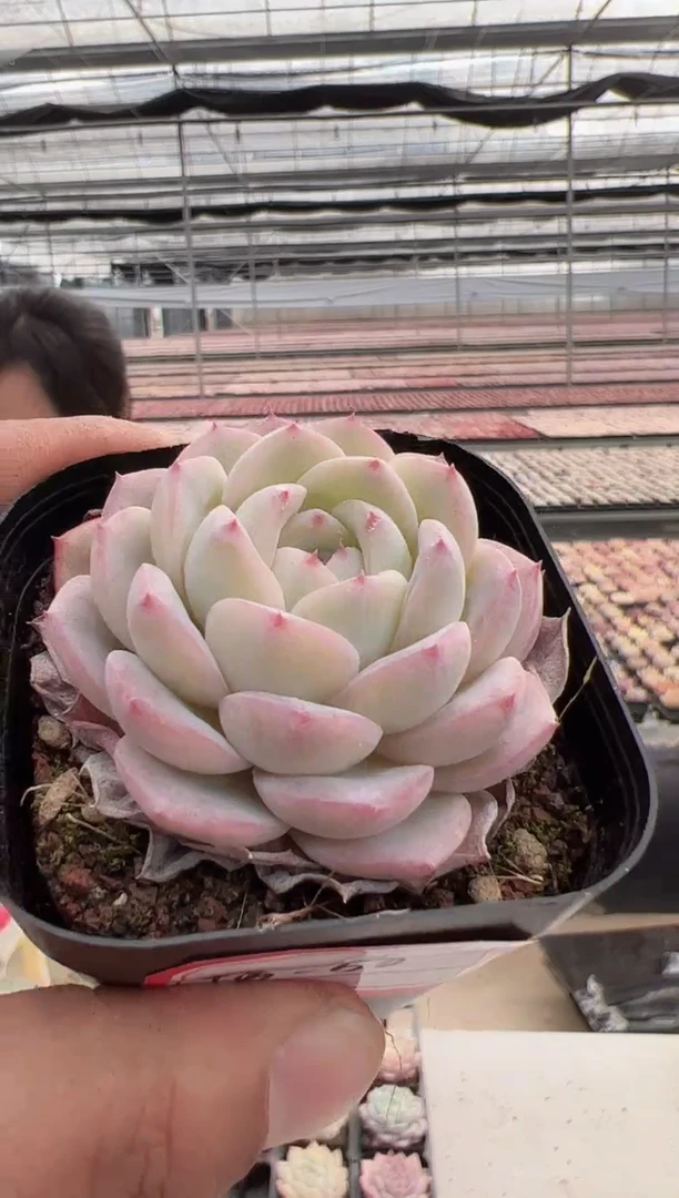 【闪购商品】福利款多肉-50