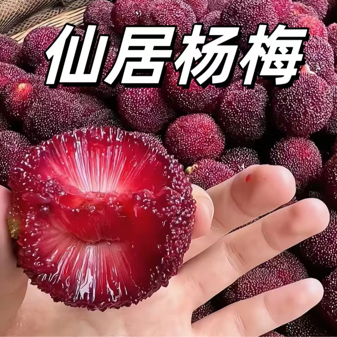 【仙居杨梅LX】荸荠/黑炭 顺丰冷链现采现摘现发 篮装 颗粒装 泡9新鲜杨梅浙江省