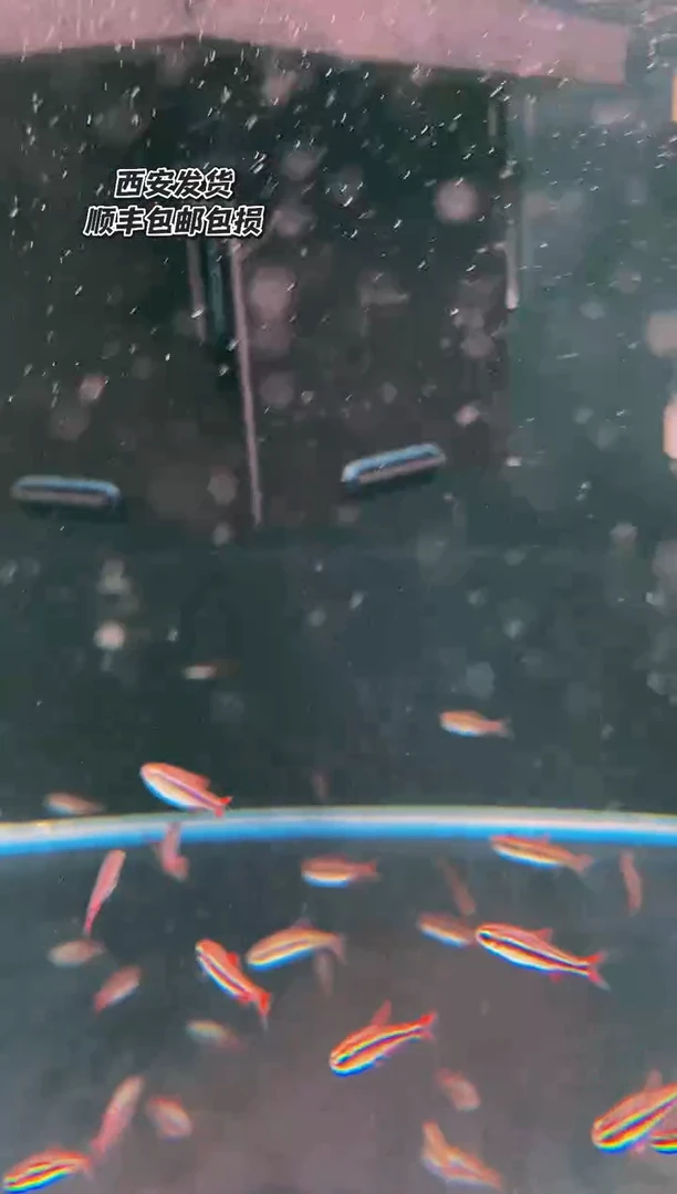 海水鱼A**71白金幻彩蓝魔