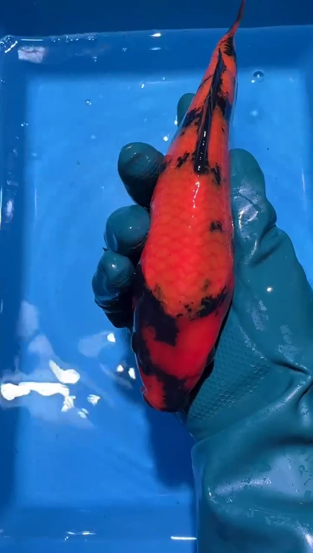 锦鲤点关注右下角竞拍链接出价