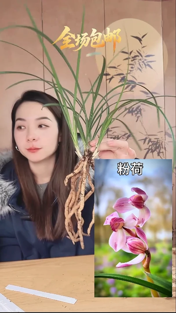 当前无花栽培后可以开花：粉荷
