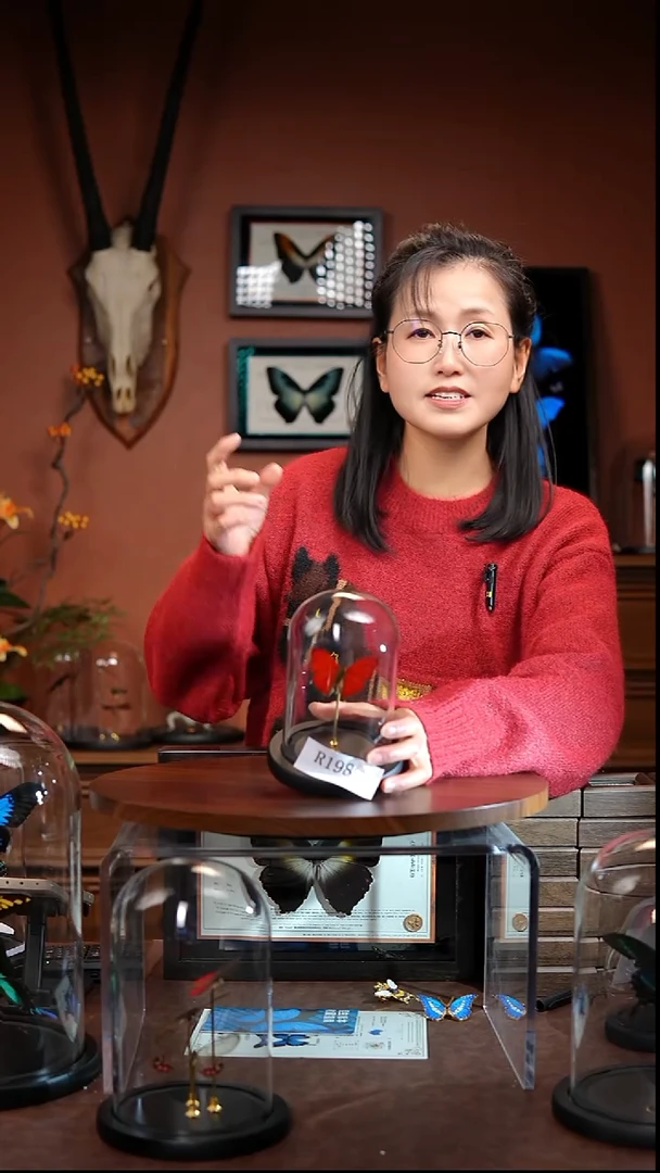 R198     血漪蛱蝶玻璃罩款