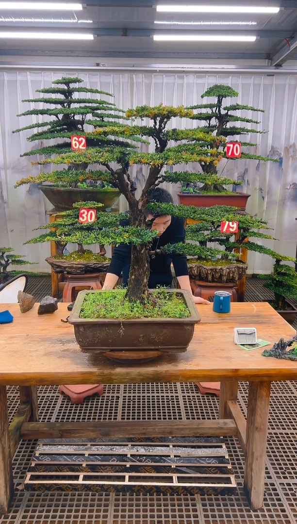 无花朵用****9精品盆景直播间一物一拍