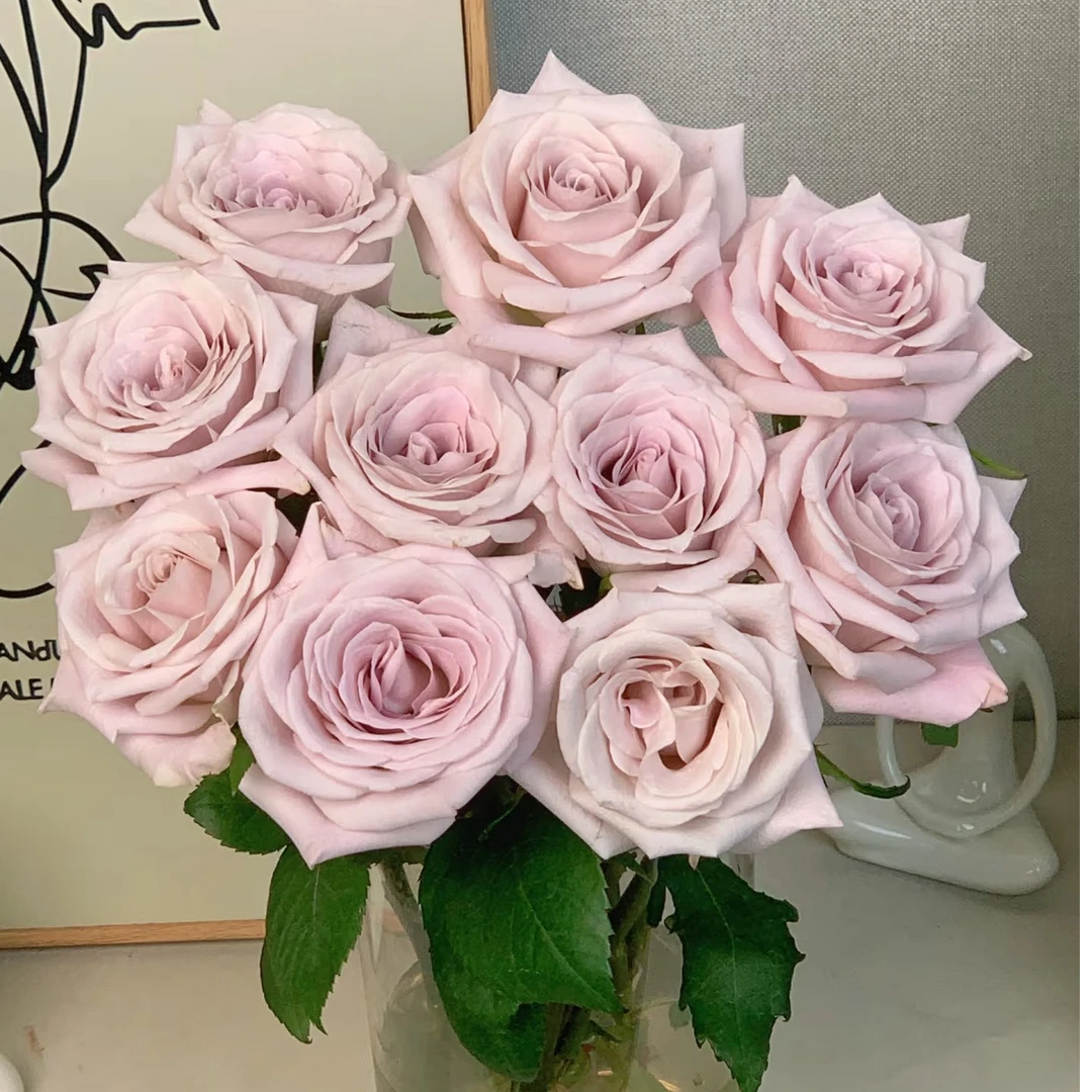 花木茉莉澜花卉—单头玫瑰曼塔十支兄弟请回答1937评价鲜花玫瑰花