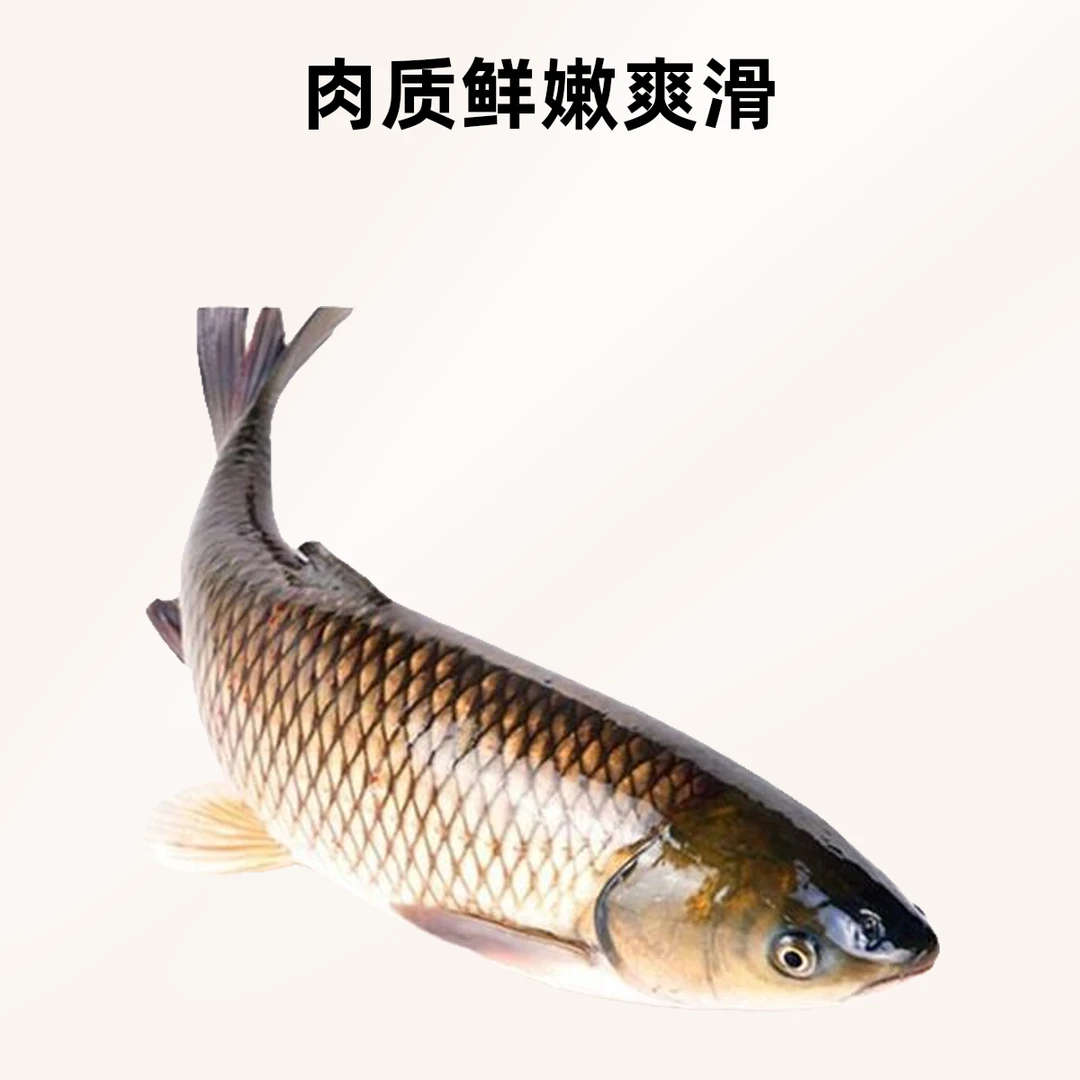 草鱼（2.5-3斤）即时配送