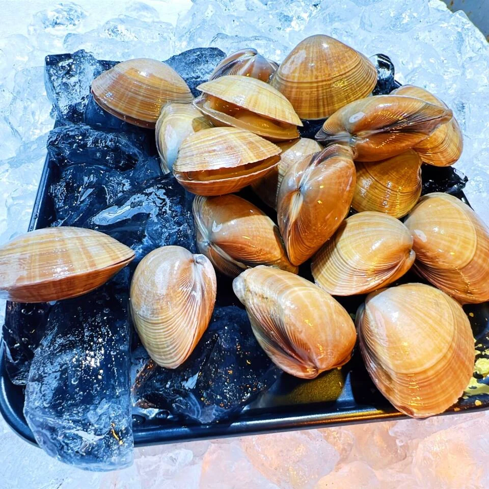 丹东东港本地黄蚬子
