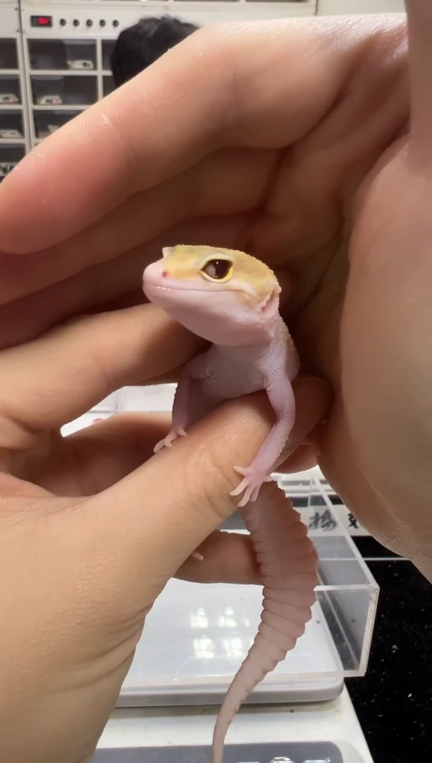 豹纹守宫52豹纹守宫