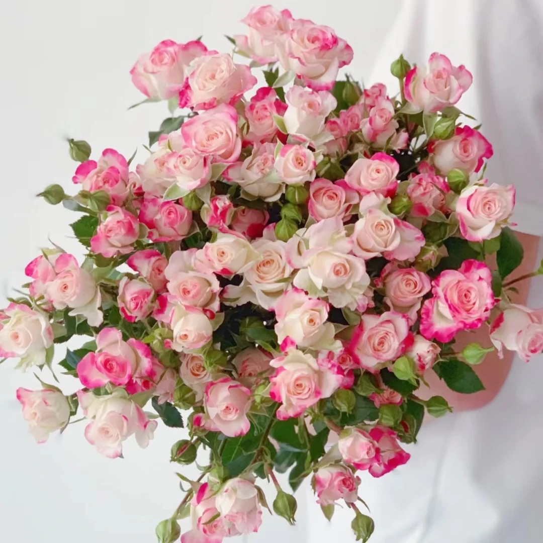 云花村多头泡泡玫瑰鲜花云南基地直发家用水养花昆明直批玫瑰花