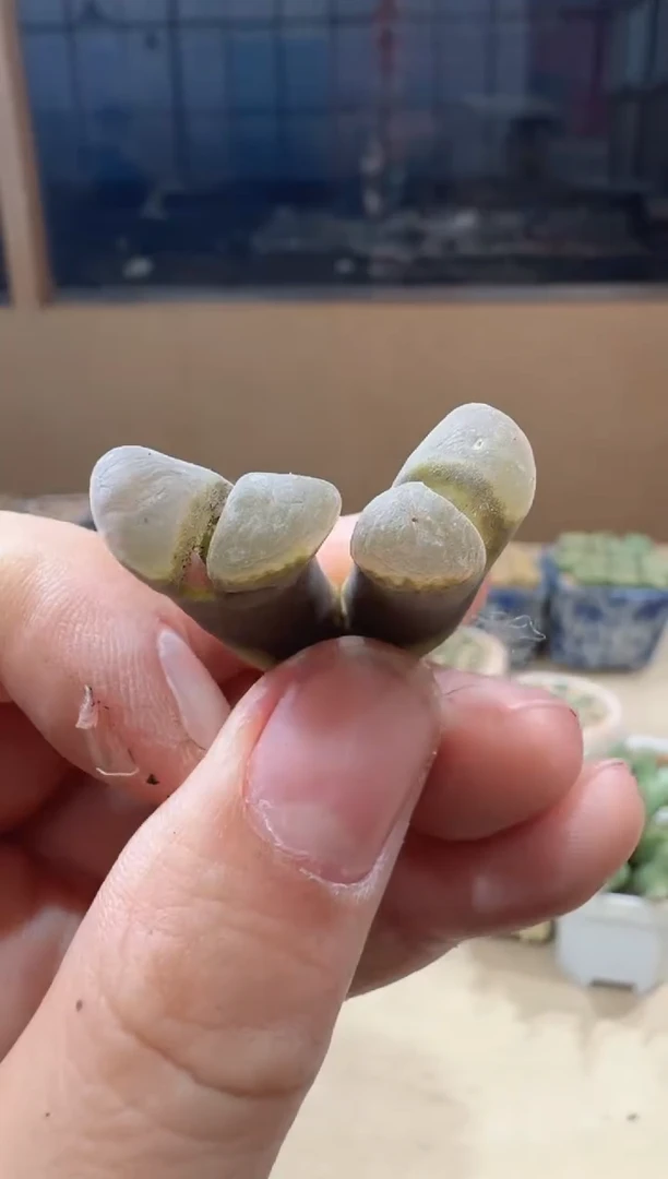 多肉植物肉锥16-393